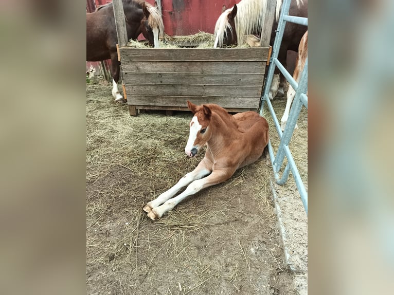 Black Forest Horse Stallion 1 year 15,1 hh Chestnut in Filderstadt