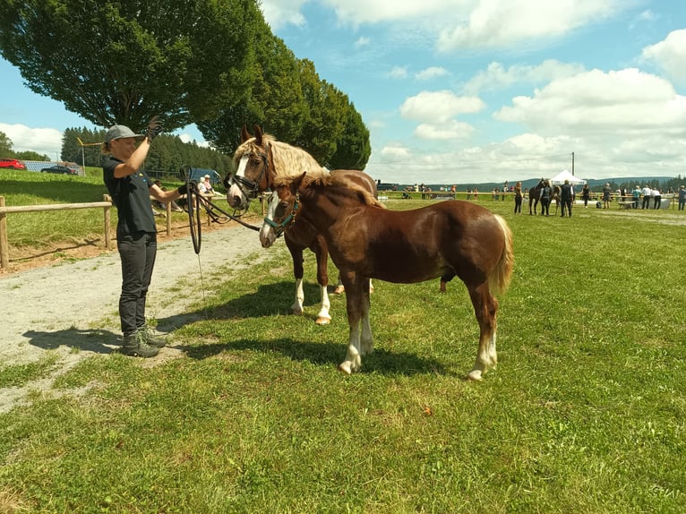 Black Forest Horse Stallion 1 year 15,1 hh Chestnut in Filderstadt