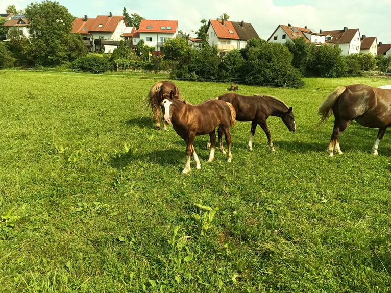 Black Forest Horse Stallion 1 year 15,1 hh Chestnut in Filderstadt