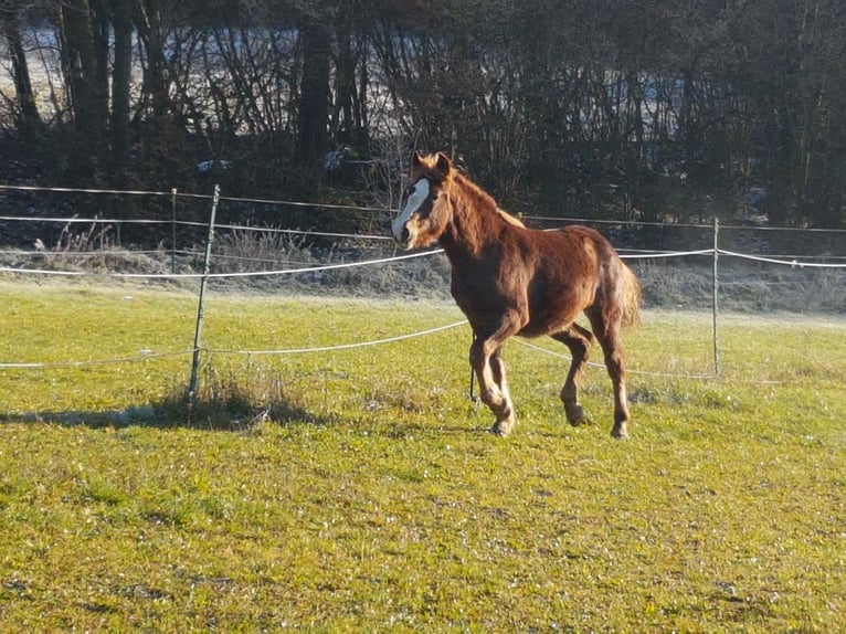 Black Forest Horse Stallion 1 year 15,1 hh Chestnut in Rettenbach