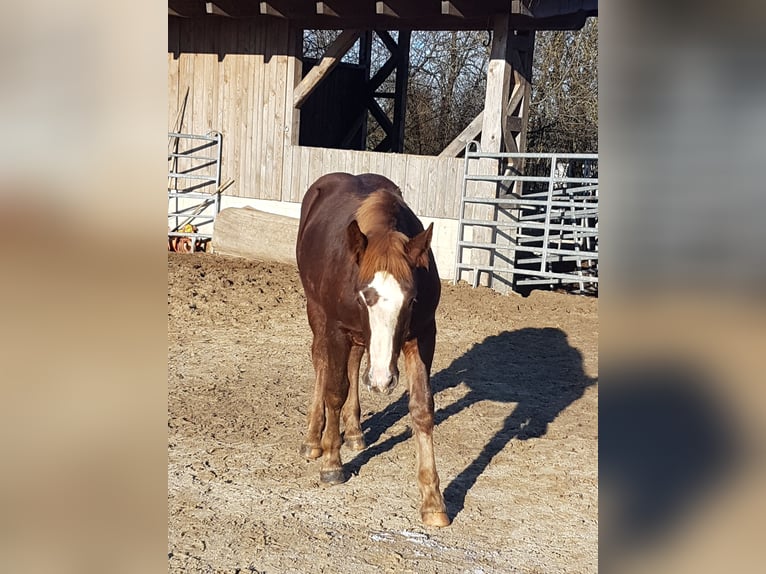 Black Forest Horse Stallion 1 year 15,1 hh Chestnut in Rettenbach