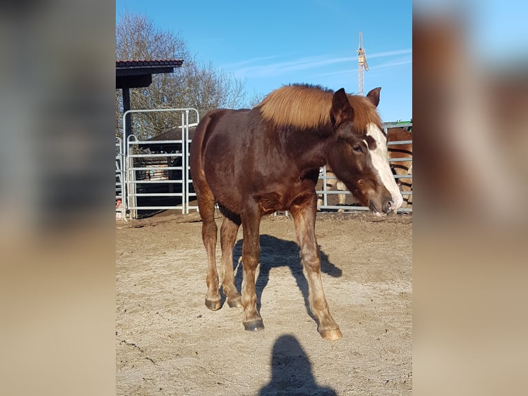 Black Forest Horse Stallion 1 year 15,1 hh Chestnut in Rettenbach