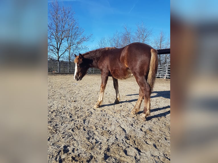 Black Forest Horse Stallion 1 year 15,1 hh Chestnut in Rettenbach