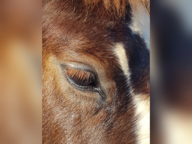 Black Forest Horse Stallion 1 year 15,1 hh Chestnut in Rettenbach