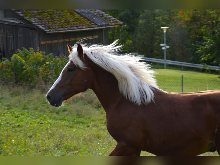 Black Forest Horse Stallion 1 year 15,1 hh Chestnut-Red in Bonndorf im Schwarzwald