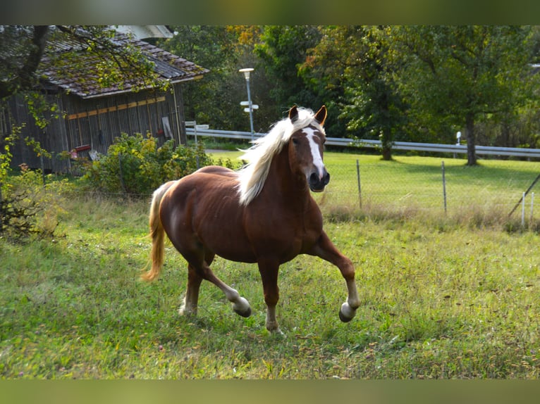 Black Forest Horse Stallion 1 year 15,1 hh Chestnut-Red in Bonndorf im Schwarzwald