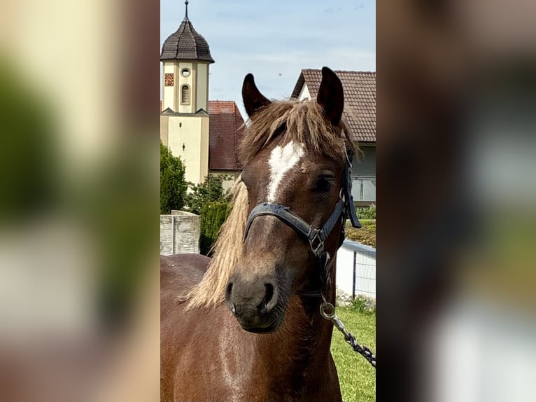 Black Forest Horse Stallion 1 year 15 hh Chestnut in Hermaringen