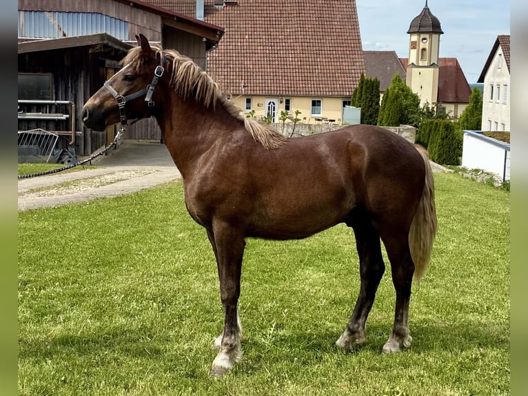 Black Forest Horse Stallion 1 year 15 hh Chestnut in Hermaringen