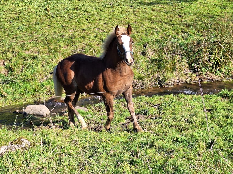 Black Forest Horse Stallion 1 year 15 hh Chestnut in Gutach im Breisgau