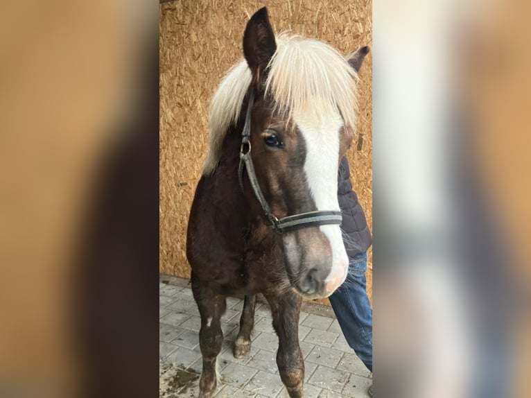 Black Forest Horse Stallion 1 year 15 hh Chestnut in Niedereschach