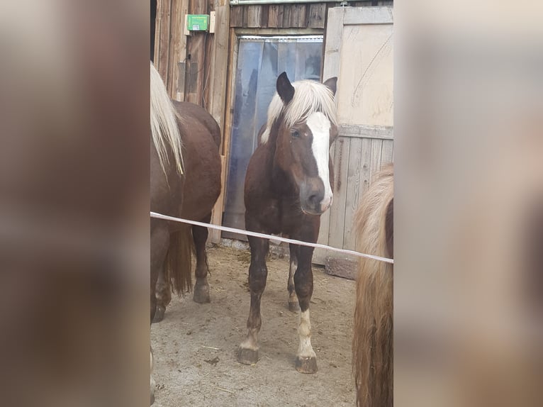Black Forest Horse Stallion 1 year 15 hh Chestnut in Niedereschach