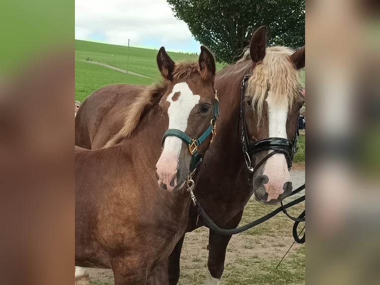 Black Forest Horse Stallion 1 year 15 hh Chestnut-Red in Filderstadt