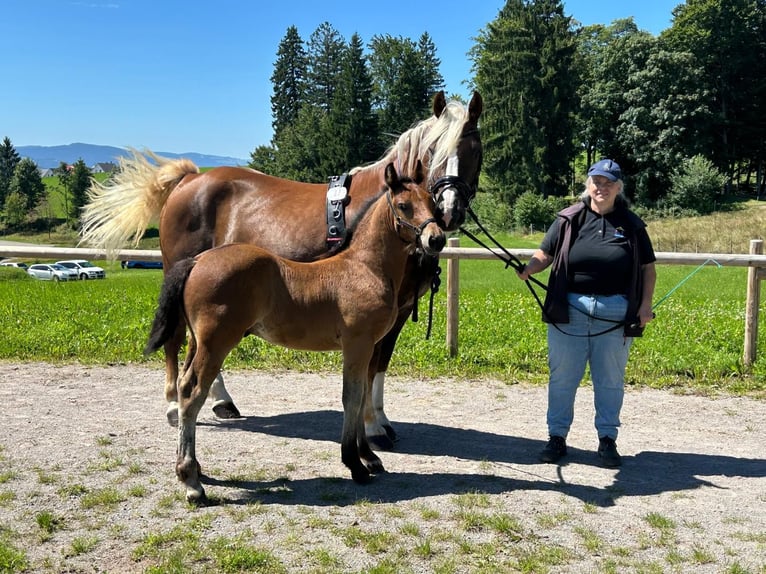 Black Forest Horse Stallion 1 year 15,1 hh Brown in Filderstadt