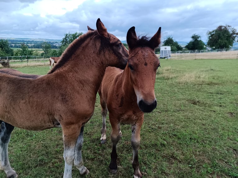 Black Forest Horse Stallion 1 year 15,1 hh Brown in Filderstadt