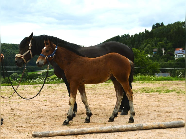 Black Forest Horse Stallion 1 year 15,1 hh Brown in Bonndorf im Schwarzwald