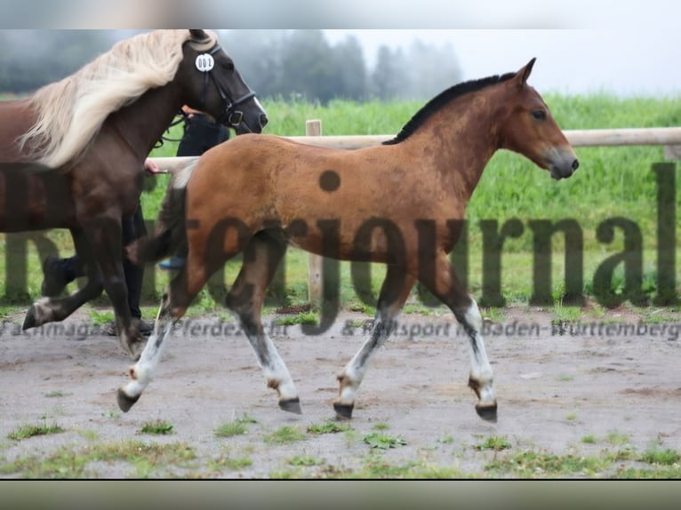 Black Forest Horse Stallion 1 year Brown in Berg