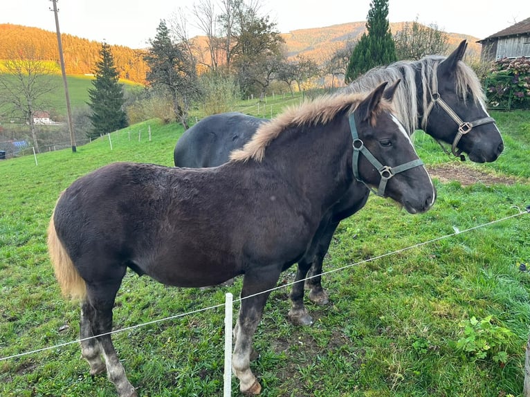 Black Forest Horse Stallion 1 year Chestnut in Elzach-Prechtal