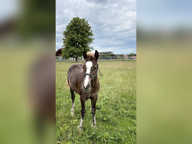 Black Forest Horse Stallion 1 year Chestnut in Bad Wurzach