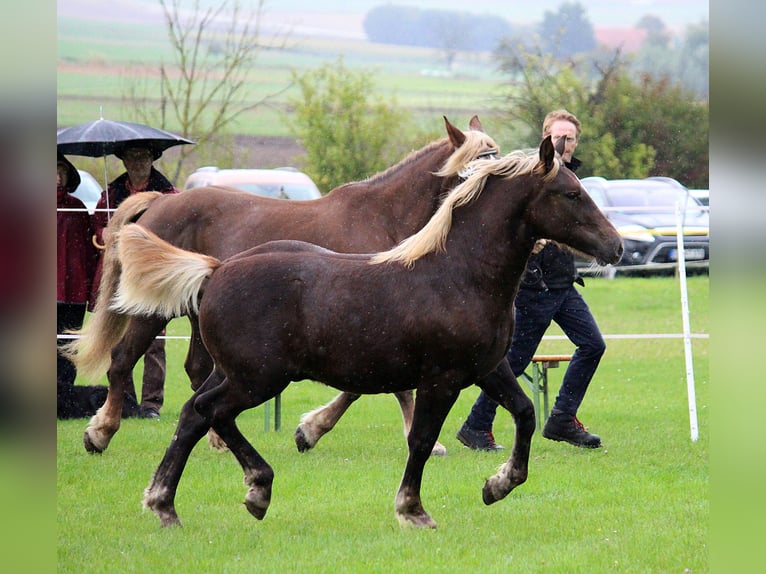 Black Forest Horse Stallion 1 year Chestnut in Burgwalde
