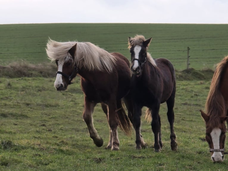 Black Forest Horse Stallion 1 year Chestnut in Burgwalde