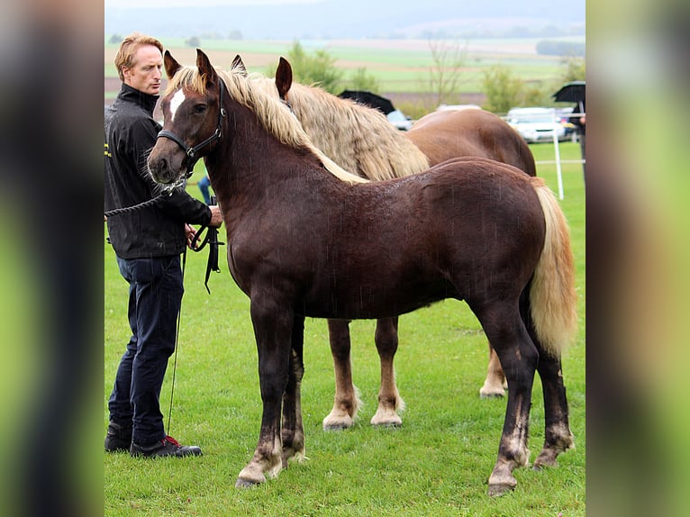 Black Forest Horse Stallion 1 year Chestnut in Burgwalde