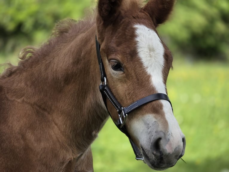 Black Forest Horse Stallion 1 year Chestnut in Burgwalde