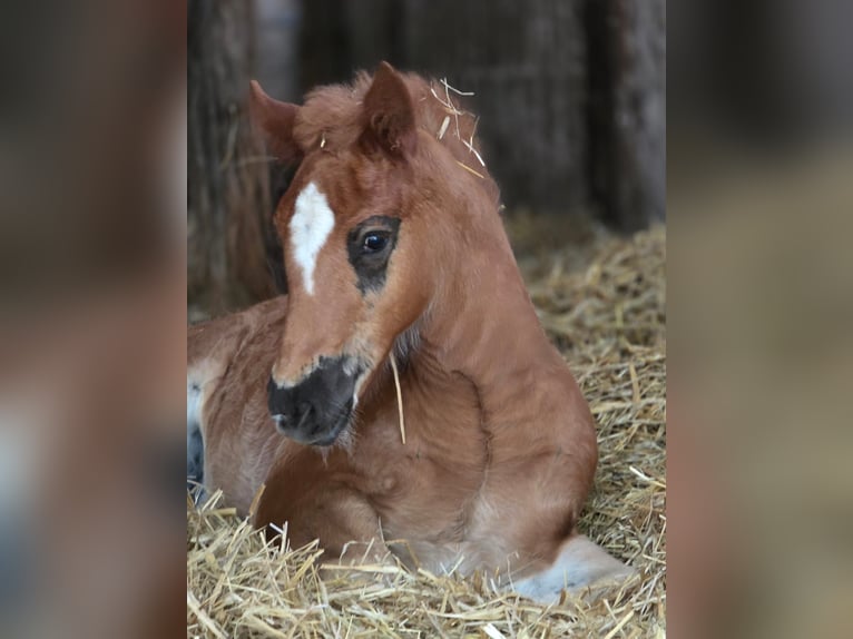 Black Forest Horse Stallion 1 year Chestnut in Burgwalde