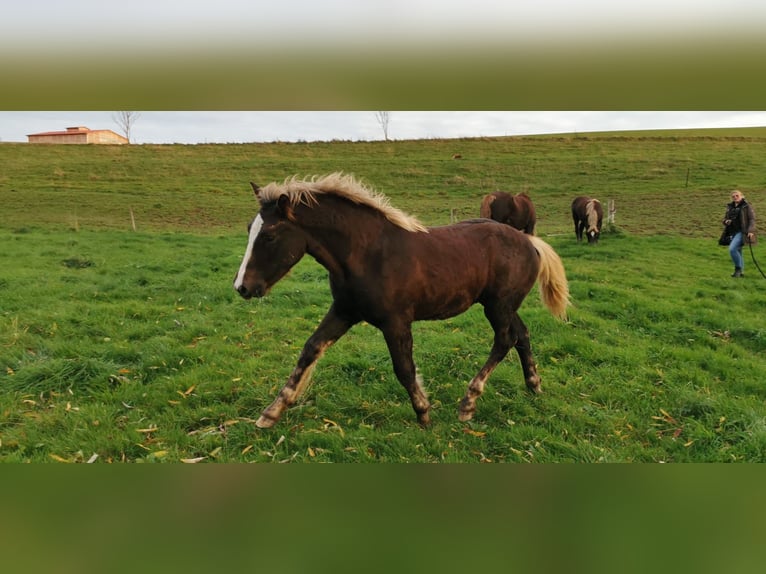 Black Forest Horse Stallion 1 year Chestnut in Burgwalde