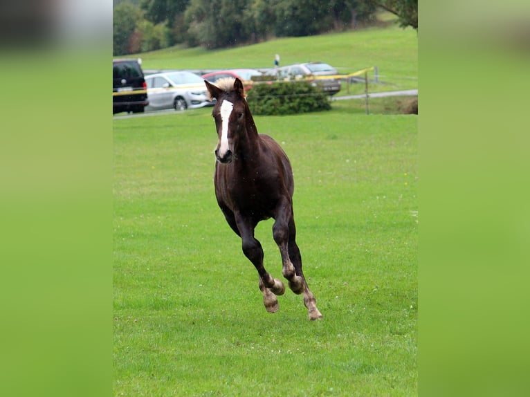 Black Forest Horse Stallion 1 year Chestnut in Burgwalde