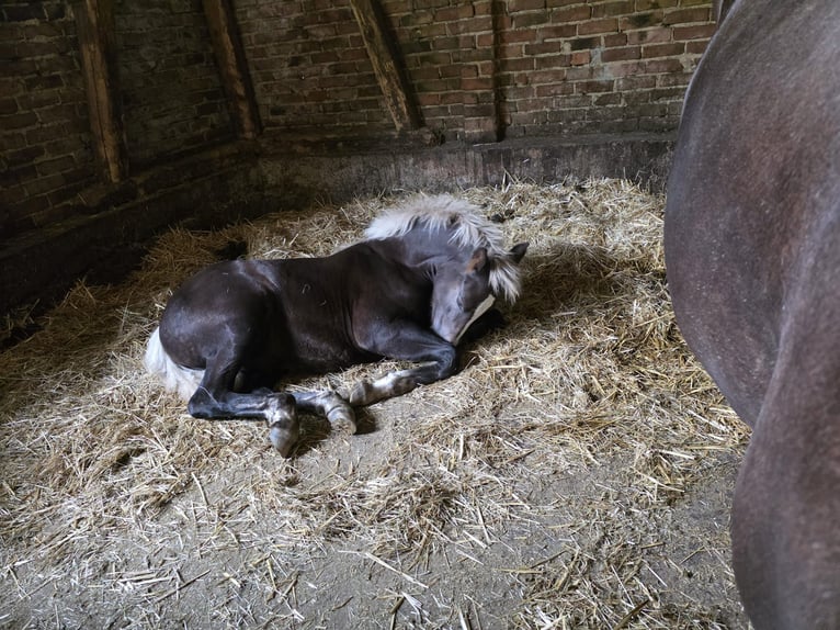 Black Forest Horse Stallion 1 year Chestnut in Burgwalde