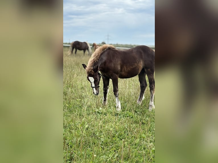 Black Forest Horse Stallion 1 year Chestnut in Bad Wurzach