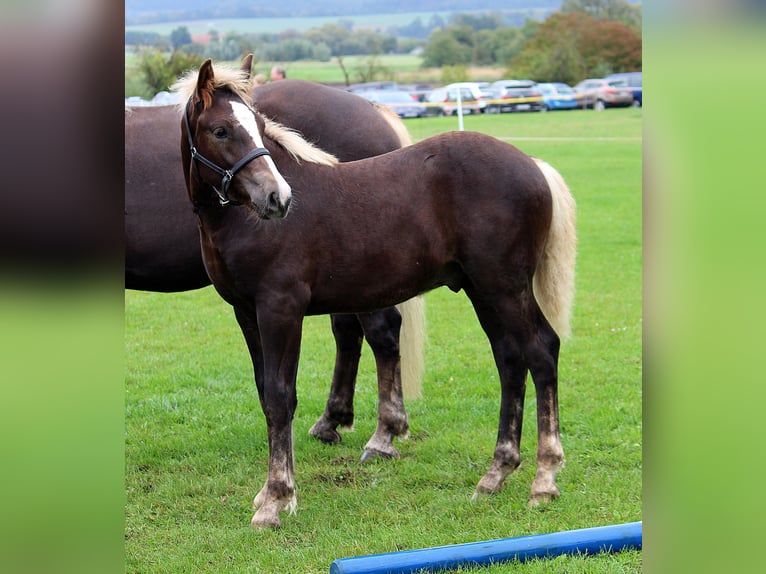 Black Forest Horse Stallion 1 year Chestnut in Burgwalde