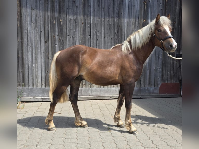 Black Forest Horse Stallion 1 year Chestnut in Burgwalde