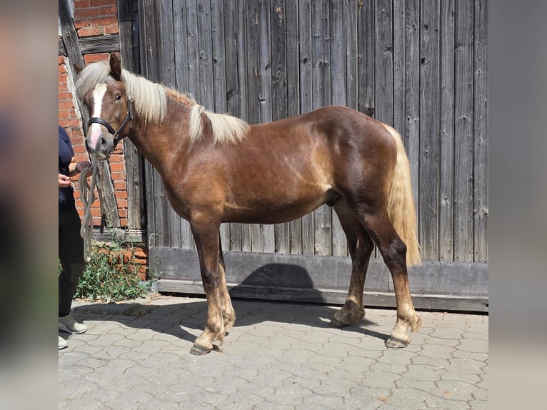 Black Forest Horse Stallion 1 year Chestnut in Burgwalde