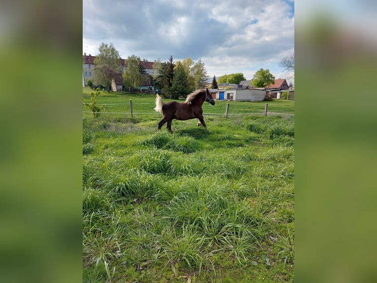 Black Forest Horse Stallion 1 year Chestnut in Welbsleben