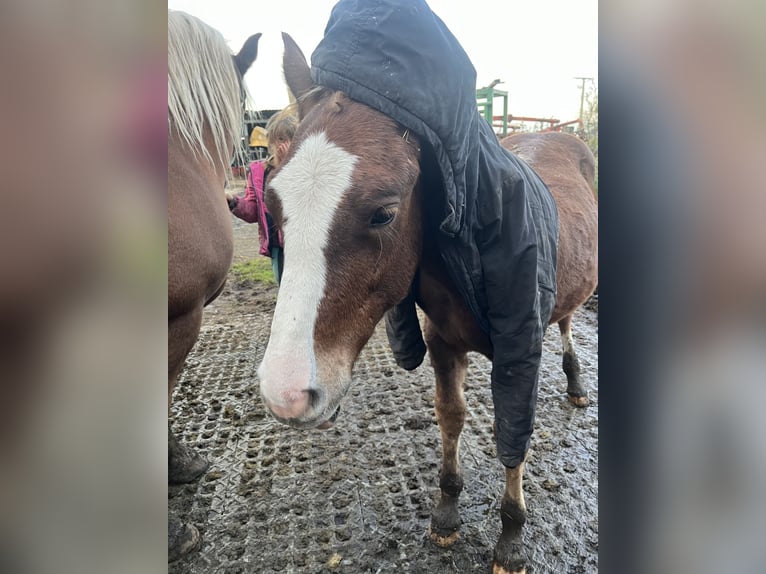 Black Forest Horse Stallion 1 year Chestnut in Reichelsheim