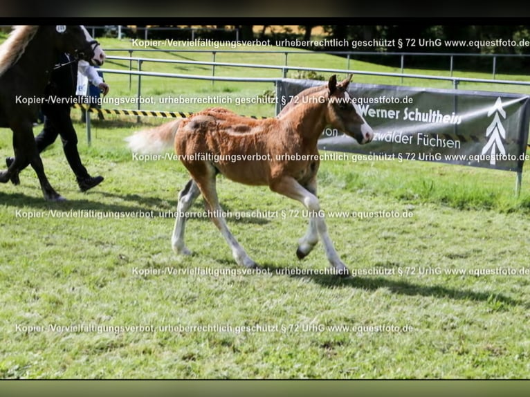 Black Forest Horse Stallion 1 year Chestnut-Red in Berg