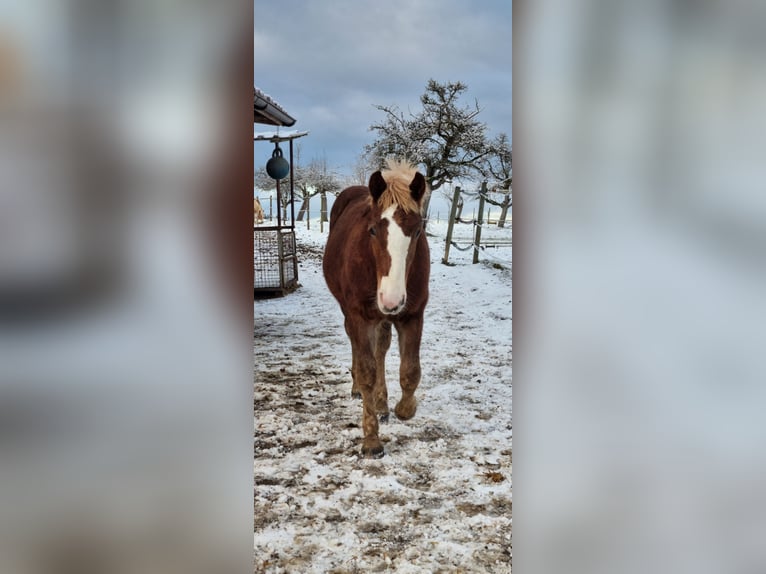 Black Forest Horse Stallion 1 year Chestnut-Red in Berg