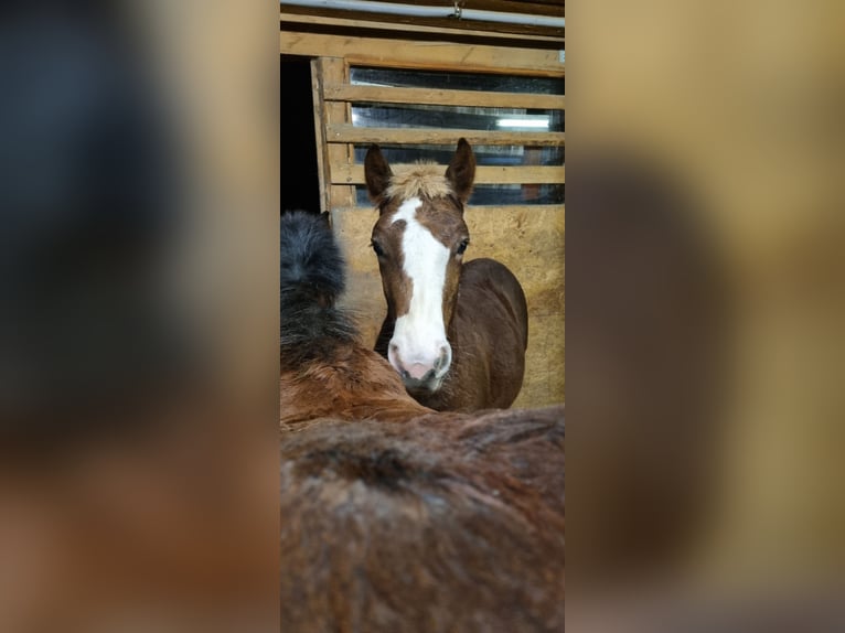 Black Forest Horse Stallion 1 year Chestnut-Red in Berg