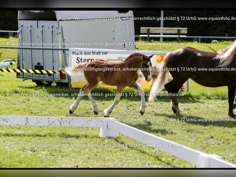 Black Forest Horse Stallion 1 year Chestnut-Red in Berg