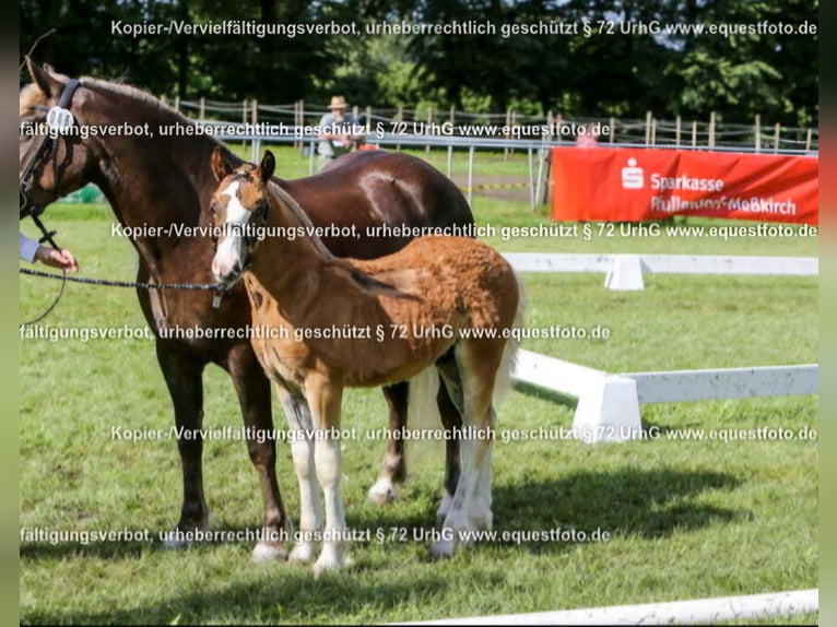 Black Forest Horse Stallion 1 year Chestnut-Red in Berg