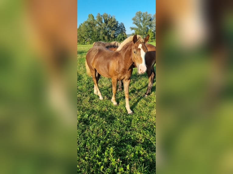 Black Forest Horse Stallion 1 year Chestnut-Red in Berg