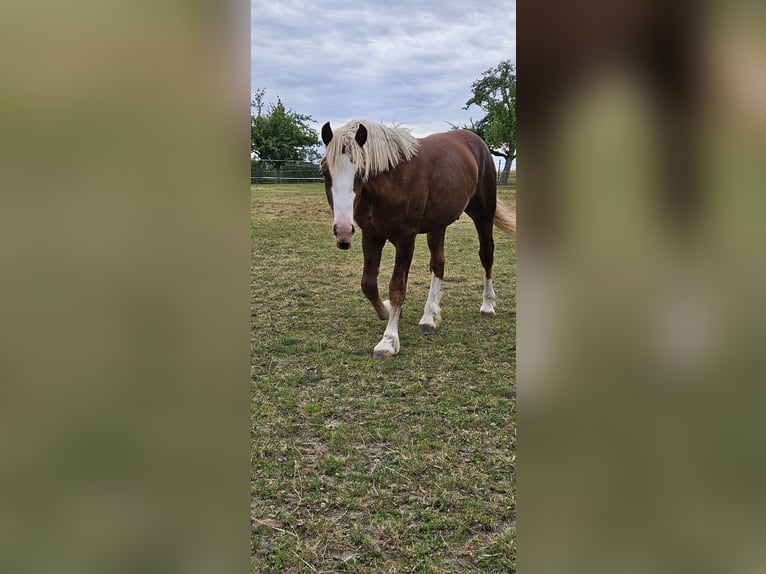 Black Forest Horse Stallion 1 year Chestnut-Red in Berg