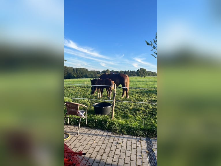 Black Forest Horse Stallion 1 year in Freiamt