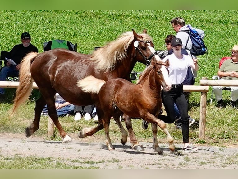 Black Forest Horse Stallion 1 year in Freiamt