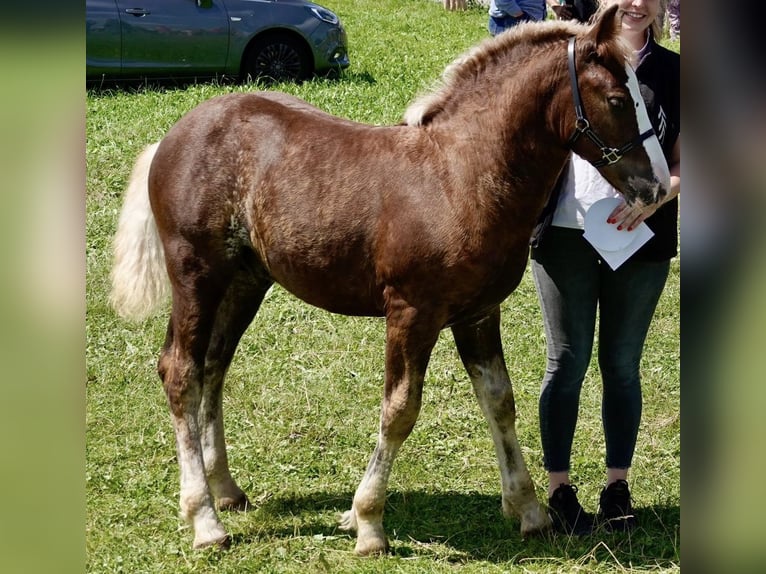 Black Forest Horse Stallion 1 year in Freiamt