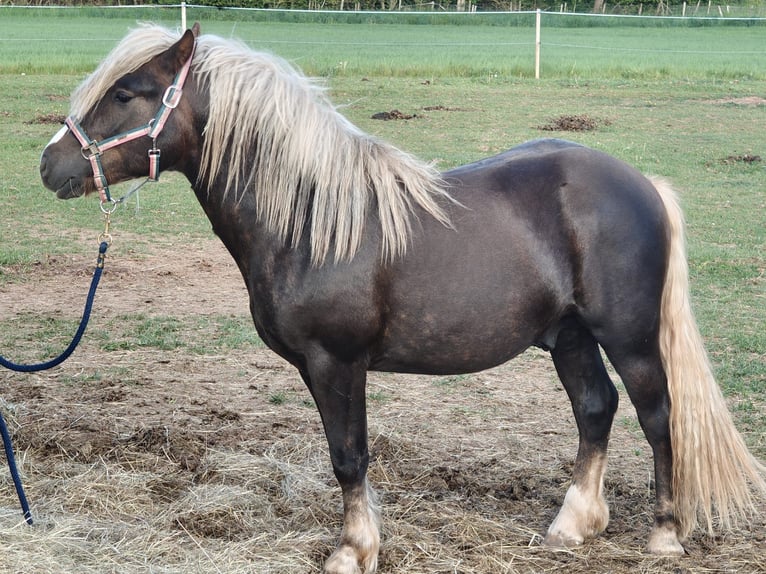 Black Forest Horse Stallion 2 years 13.1 hh Chestnut in Winnweiler