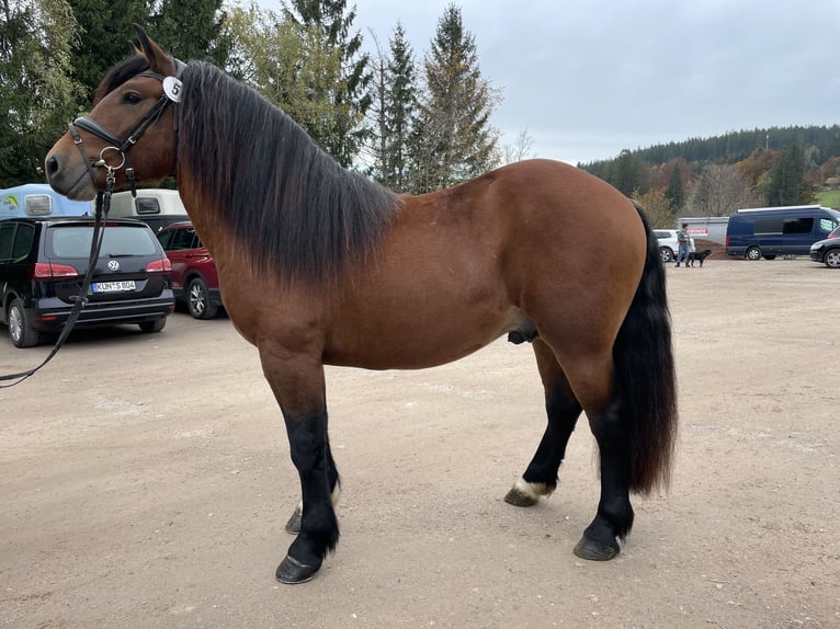 Black Forest Horse Stallion 2 years 14,3 hh Brown in Pfullendorf