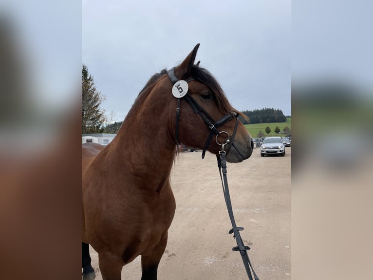 Black Forest Horse Stallion 2 years 14,3 hh Brown in Pfullendorf