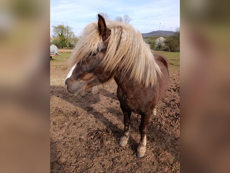 Black Forest Horse Stallion 2 years 14,2 hh Chestnut in Winnweiler